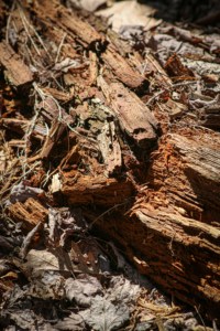 Paillis d'écorce de pin letton de haute qualité Puce de tourbe de qualité supérieure pour projets d'aménagement paysager Arbres Arbustes extérieurs et intérieurs - Product Image 3