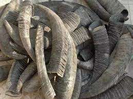 Corne de buffle naturelle et pointe de corne-Art de style animal de haute qualité et taille personnalisée à collectionner - Product Image 3