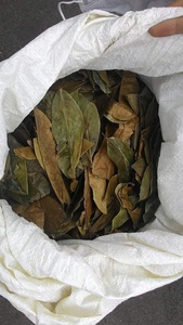 Hoja de guanábana seca seleccionada para programas de infusiones, tiendas de bebidas y requisitos de suministro de alto volumen consistentes - Product Image 3