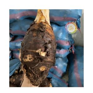 <span class=keywords><strong>Top</strong></span> chất lượng tươi khoai môn thu thập từ màu xanh lá cây trang trại Việt Nam bán buôn tươi khoai môn Rau nhiệt đới - Product Image 4