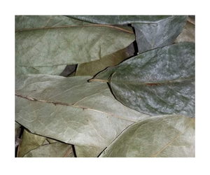 ใบ soursop/graviola-สินค้าคุณภาพสูงและราคาดีที่สุดจากเวียดนาม/2024ขายส่ง - Product Image 1
