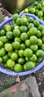 Premium Verse Louche Limoen Sappig, Pittig En Volledig Natuurlijk, Zorgvuldig Uitgekozen, Boerderijverse Limoenen Voor Export [K]