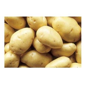 Fournisseur en gros de pommes de terre fraîches de qualité naturelle, en vrac, prêtes à l'exportation - Product Image 2