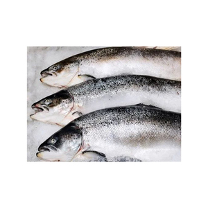 Mejor calidad, precio de venta caliente, salmón entero congelado, pescado (mariscos), calidad de exportación - Product Image 5