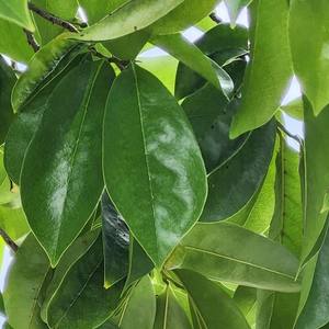 VIETNAM FEUILLES DE SOURSOP PREMIUM HOT DEAL HERBES NATURELLES DE HAUTE QUALITÉ PARFAITE POUR LA FABRICATION DU THÉ ET LES MARCHÉS INTERNATIONAUX DE GROS - Product Image 2