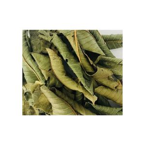 PRODUCTO CALIENTE HOJA DE GUAYABA SECA CON ALTA CALIDAD HECHO EN VIET NAM PRODUCTO AL MEJOR PRECIO DE BLUE LOTUS FARM VIET NAM 2024 - Product Image 4