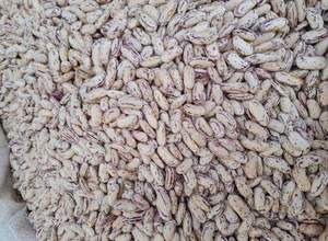 Haricots rouges mouchetés dominicain à vendre - Product Image 2