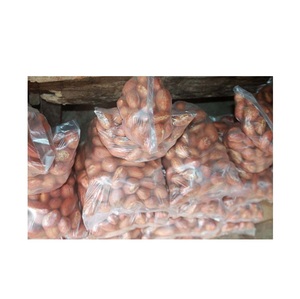 ถั่วโคลารสขม/ถั่วส้ม/ถั่วโคล่าสดจากธรรมชาติ - Product Image 4