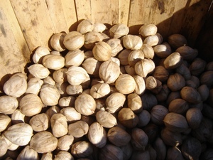 ถั่วฮิกกอรี่เปลือกดิบอบแห้งออร์แกนิก - Product Image 5