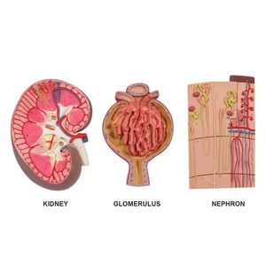 Modelo de Nefrón con Vasos Sanguíneos y Corpeculo Renal, Sección de Riñón, Suplemento Educativo para Niños - Product Image 1