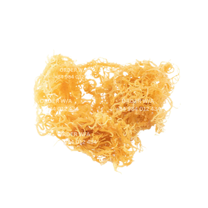 Wildcrafted Purple Sea Moss Chondrus Crispus Irish Moss/ Sea Moss Eucheuma Cottonii 2024 - Product Image 6