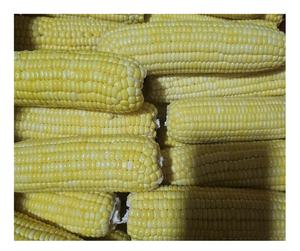 Maíz congelado IQF de alta calidad, Exportación a granel de Vietnam, Envío listo, maíz dulce congelado, la mejor oferta, maíz de exportación de forma completa - Product Image 2