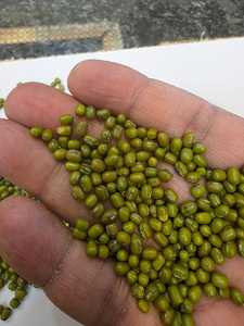 Lentilles entières vertes polies Sorortex de qualité supérieure, nutritives, fraîches, saines, riches en protéines, légumineuses naturelles de haute qualité - Product Image 3