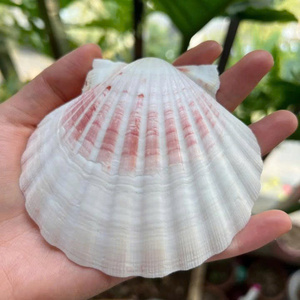 Concha de Vieira Blanca Premium, Concha Marina Natural de Gran Tamaño, Seleccionada a Mano, Espécimen Oceánico para Decoración de Estilo Costero - Product Image 5