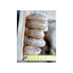 Graine Hookeri de qualité supérieure disponible en vrac pour les acheteurs et exportateurs grossistes - Product Image 2