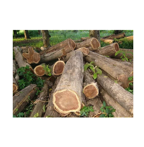 Gỗ tròn Meranti cho bột giấy và giấy-Tẩy trắng và chưa tẩy trắng - Product Image 1