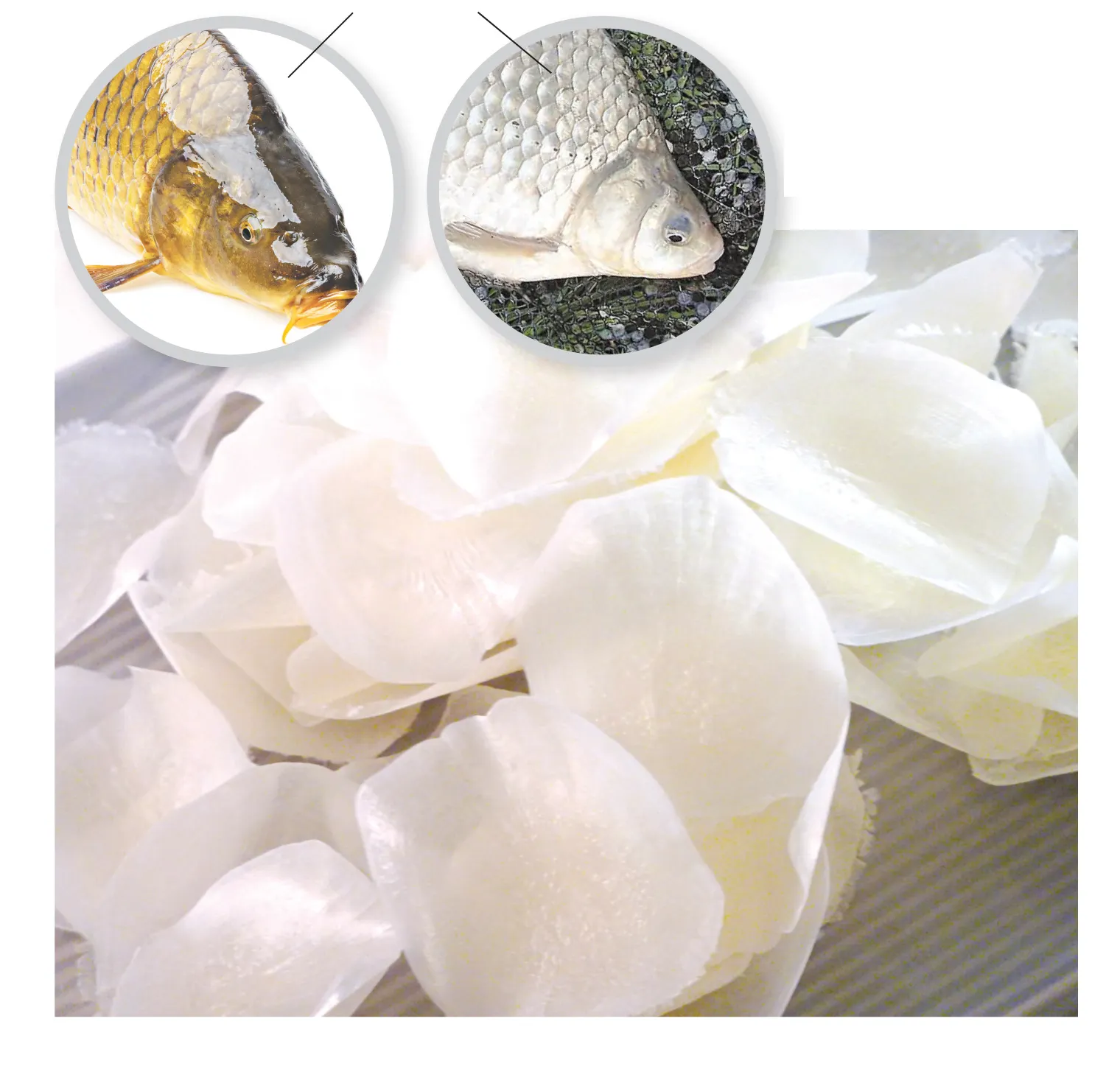DRIED FISH SCALES - Vietnam Supplier - Good price - High Quality