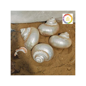 เปลือกหอยเทอร์โบสีขาวธรรมชาติขัดเงาอย่างอ่อนโยนในเวียดนามเหมาะสำหรับทำเครื่องประดับที่วางเทียนหรือในมหาสมุทร - Product Image 1