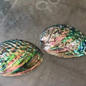 11-13CM Polished Natural Paua Abalone Shell Sage Smudge Kit with <b>Tripod</b> Stand, Sustainably Collected - for Smudging, Home Decor - Product Image 1