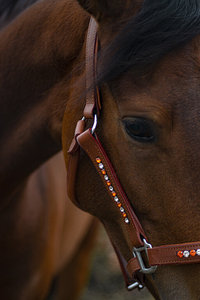 Halter équestre en cuir de cognac orange et cristal New High Quality Horse Leather Halter smart - Product Image 3