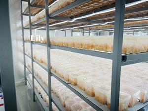 Champignon fonctionnel Cordyceps Militaris Ingrédient en vrac pour capsules et thé/lys - Product Image 3