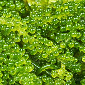 องุ่นทะเลคุณภาพพรีเมี่ยมอุดมไปด้วยแร่ธาตุและสารต้านอนุมูลอิสระ - Product Image 2