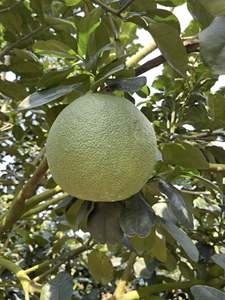 Proveedor Mayorista de Pomelo Rosa de Alta Calidad que Ofrece Fruta Cítrica Dulce y Jugosa para Mercados Internacionales - Product Image 6