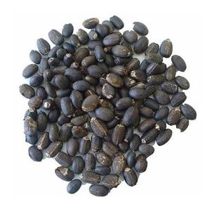 Graines de Jatropha Noir Séchées au Soleil au Meilleur Prix - Product Image 1