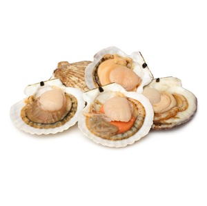 Carne de Vieira Congelada Pura de Primera Calidad |   Conchas de vieira congeladas a la venta al precio mayorista más bajo - Product Image 2