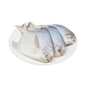 300-400g Frozen Golden Pomfret Pescado Mariscos frescos - Product Image 1