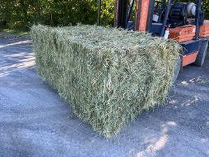 Foin de luzerne en vrac vente en gros de haute qualité foin de luzerne à vendre en vrac meilleur prix du marché disponible - Product Image 6