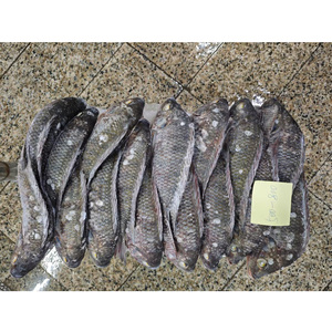 Pescado Tilapia Congelado BQF |   Precio de Exportación Competitivo |   Suministro para Compradores Mayoristas de Mali - Product Image 3
