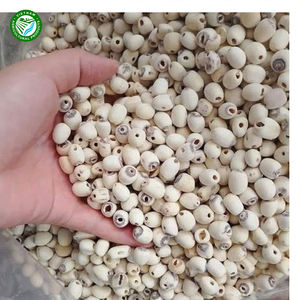 Graines de lotus blanc biologiques de haute qualité, fraîches et pures, pour les avantages culinaires et sanitaires, type de fleur séchée, type de plantation - Product Image 4