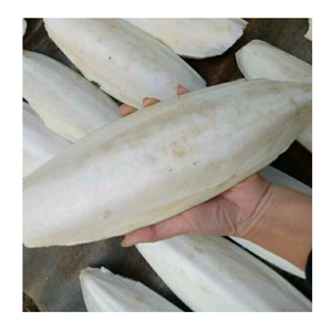 Calcio esencial de hueso de sepia natural para aves y reptiles/hueso de sepia de primera calidad para suplementación de Vietnam - Product Image 4