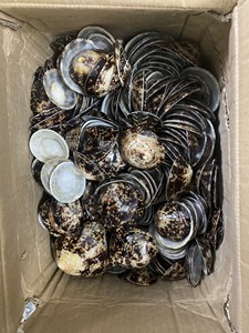 Coquilles de limpette Offre Spéciale décoration marine polie ou bijoux matériel de bricolage coquille naturelle en gros - Product Image 2