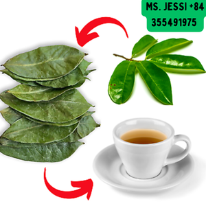 Hojas de Guanábana orgánicas al por mayor-Extracto de hoja de Graviola de alta calidad/Sra. Jessi - Product Image 4