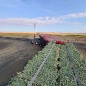 Heno de Alfalfa, Heno de Timothy, Heno de Alfalfa/Timothy/Trébol de Alfalfa de Calidad en Pacas al por Mayor - Product Image 4