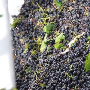 Uvas Negras Reales Fesh de Otoño - Uvas de Mesa Grandes Sin Semillas Clase 1, Duración de 30+ Días, para Exportación Mayorista Premium - Product Image 3