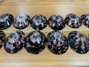 Coquilles d'escargot LIMPET organiques polies (grande taille) pour l'art des coquillages et les souvenirs de plage - Modèle Joyce 99GD - Product Image 1