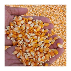 เมล็ดข้าวโพดหวานบริสุทธิ์50กก. ขายส่งเป็น2025จากเนเธอร์แลนด์เมล็ดข้าวโพดหวานสีเหลืองสด - Product Image 3