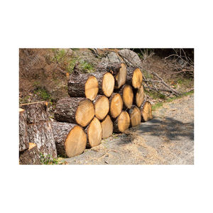 Fournisseur en gros de grumes de pin de qualité supérieure avec livraison rapide - Product Image 2