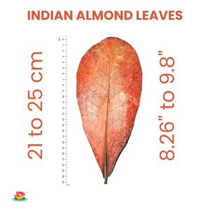 Feuilles d'amandier catappa indiennes pour poisson 21-25cm/8.26-9.8 "paquet de 100 produits en plastique entiers pour animaux de compagnie pour la santé des poissons - Product Image 2