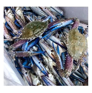 ปูทะเลแช่แข็งสดสำหรับส่งออกอาหารทะเล - Product Image 5
