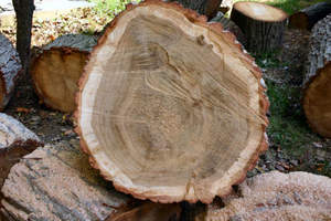 Bûches de noyer pour la fabrication d'armoires Bûches de noyer pour la menuiserie Bûches de noyer de haute qualité - Product Image 3