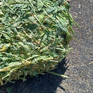 Heno de Alfalfa Seco para Ganado, Grado Alimenticio, Empacado en Bolsas de 25 kg, Marca KBS - Product Image 6