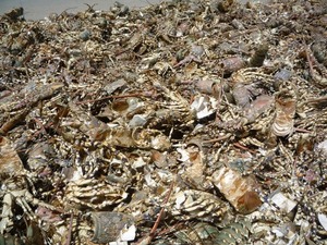 Polvo de cáscara de coco de Vietnam con precio barato para la exportación - Product Image 2