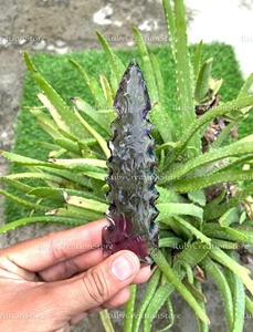 Cuchillo con Punta de Flecha de Cristal Morado, Hecho a Mano, Hoja de Punta de Lanza Inspirada en el Cristal, Herramienta Coleccionable, Regalo Único para Él y Ella, Excelente Precio - Product Image 4