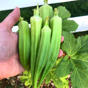 Premium IQF Frozen Okra Sabor natural fresco Buen precio para exportación 2025 - Product Image 2