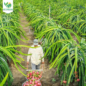 VIET THIEN PHU VTP/Agua orgánica de fruta fresca y congelada de dragón, conservada y envasada a granel, venta al por mayor directa de Vietnam - Product Image 4