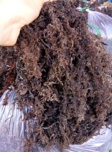 Wildcrafted ungu lumut Laut Irlandia murni/rumput laut Gracilaria asal Vietnam / Golden Cottonii rumput laut untuk memproduksi Carrageenan
